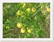 2007-08-12_16-13-07_Aout_143,0mm_1_125_eme_DiMAGE A2 * 2560 x 1920 * (3.32MB)